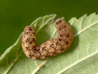  Chenille de Lithophane consocia Bkh. - �Kimmo Silvonen