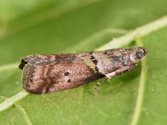 Acrobasis consociella Hb. adulte - �Philippe Mothiron