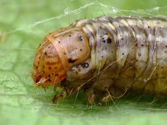  Chenille de Acrobasis consociella Hb. - �Kjeld Brehm