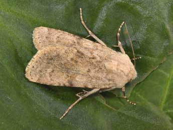 Dichagyris constanti Mill. adulte - �Philippe Mothiron