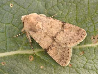 Dichagyris constanti Mill. adulte - �Philippe Mothiron