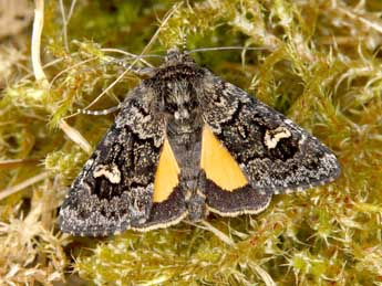 Coranarta cordigera Thnbg adulte - �Wolfgang Wagner, www.pyrgus.de