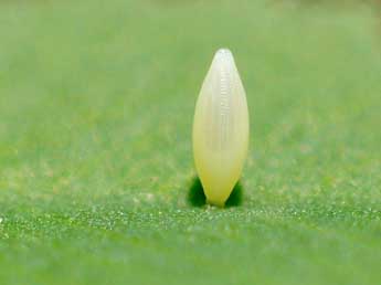  Oeuf de Colias crocea Frc. - �Pascal Dereix