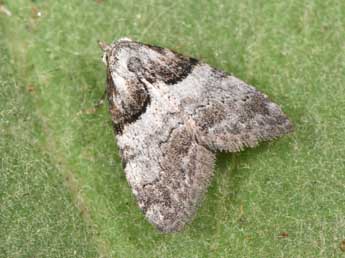 Nola cucullatella L. adulte - �Philippe Mothiron