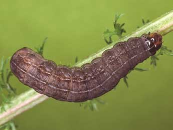  Chenille de Chersotis cuprea D. & S. - �Kimmo Silvonen