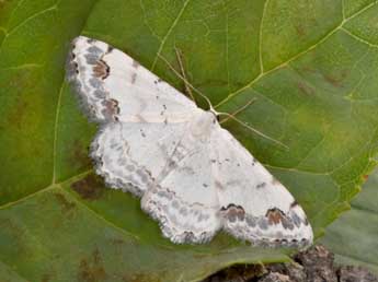 Scopula decorata D. & S. adulte - �Philippe Mothiron