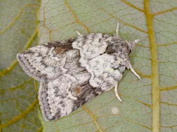 Nycteola degenerana Hb. adulte - �Philippe Mothiron