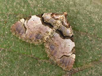 Anticlea derivata D. & S. adulte - �Philippe Mothiron