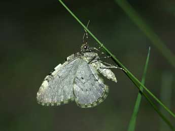 Anticlea derivata D. & S. adulte - �Pascal Dereix