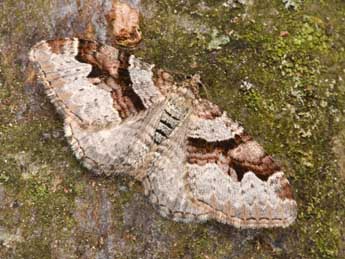 Xanthorhoe designata Hfn. adulte - �Philippe Mothiron