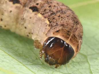  Chenille de Auchmis detersa Esp. - �Philippe Mothiron