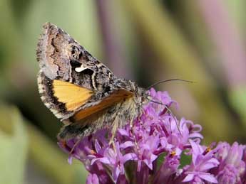 Syngrapha devergens Hb. adulte - �Jean-Pierre Lamoline