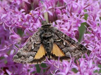 Syngrapha devergens Hb. adulte - �Jean-Pierre Lamoline