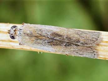 Phycita diaphana Stgr adulte - �Friedmar Graf