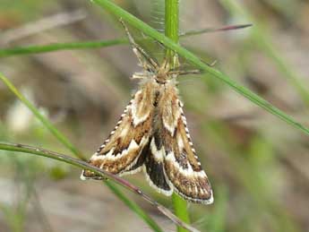 Synaphe diffidalis Gn. adulte - �Marie Gu�rard