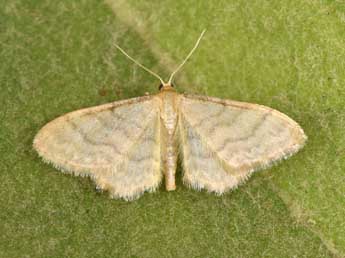 Idaea dilutaria Hb. adulte - �Philippe Mothiron