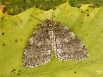 Epirrita dilutata D. & S. adulte - �Philippe Mothiron