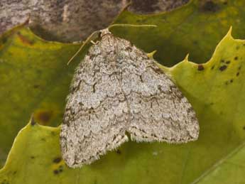 Epirrita dilutata D. & S. adulte - �Philippe Mothiron