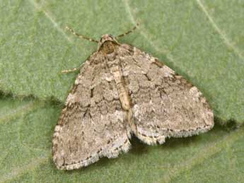 Epirrita dilutata D. & S. adulte - �Philippe Mothiron