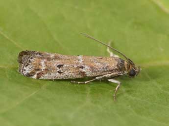 Delplanqueia dilutella Hb. adulte - �Philippe Mothiron