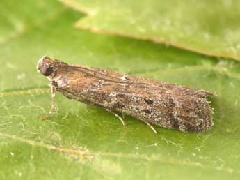 Delplanqueia dilutella Hb. adulte - �Philippe Mothiron