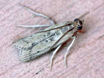 Faveria dionysia Z. adulte - �Manuel Pozas