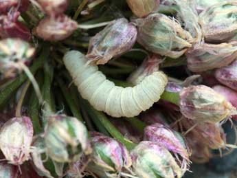  Chenille de Eupithecia dissertata P�ng. - �Daniel Morel