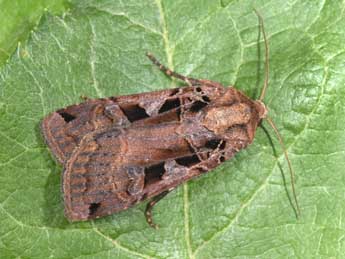 Xestia ditrapezium D. & S. adulte - �Philippe Mothiron