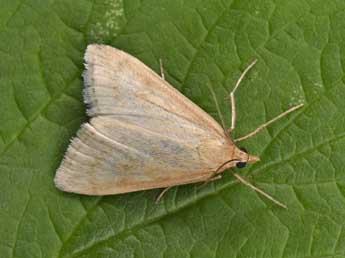 Udea donzelalis Gn. adulte - �Philippe Mothiron