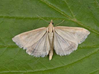 Udea donzelalis Gn. adulte - �Philippe Mothiron