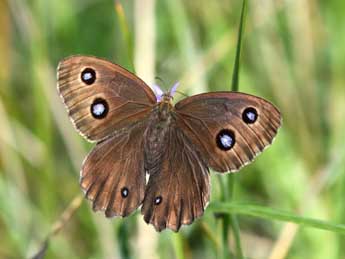 Minois dryas Scop. adulte - �Pascal Dereix