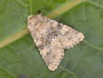 Polymixis dubia Dup. adulte - �Philippe Mothiron