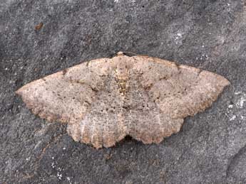 Odontognophos dumetata Tr. adulte - �Philippe Mothiron