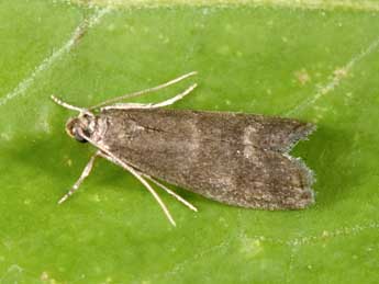 Eccopisa effractella Z. adulte - �Philippe Mothiron