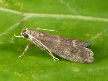 Eccopisa effractella Z. adulte - �Philippe Mothiron