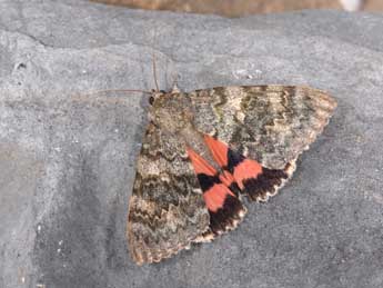 Catocala elocata Esp. adulte - �Philippe Mothiron