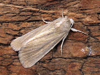 Chortodes elymi Tr. adulte - �Serge Wambeke