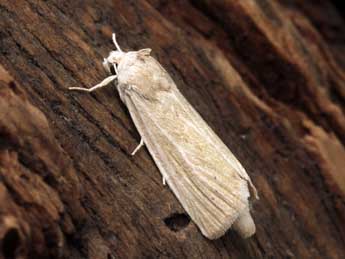 Chortodes elymi Tr. adulte - �Serge Wambeke