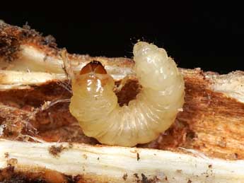  Chenille de Chamaesphecia empiformis Esp. - �Jeroen Voogd