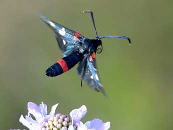 Zygaena ephialtes L. adulte - �Geoffroy Chabot