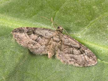Eupithecia ericeata Rbr adulte - �Philippe Mothiron