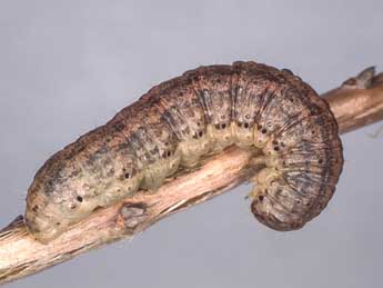  Chenille de Agrotis exclamationis L. - �Kimmo Silvonen