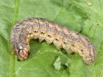  Chenille de Agrotis exclamationis L. - �Philippe Mothiron