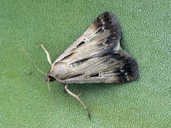 Tathorhynchus exsiccata Led. adulte - �Daniel Morel