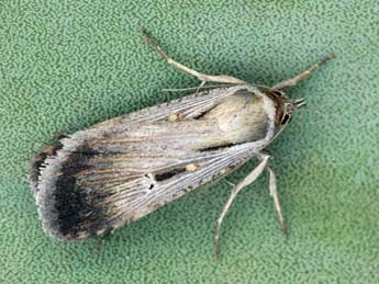 Tathorhynchus exsiccata Led. adulte - �Daniel Morel