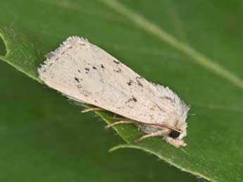 Photedes extrema Hb. adulte - �Philippe Mothiron