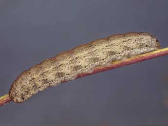  Chenille de Dichagyris flammatra D. & S. - �Kimmo Silvonen