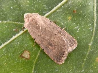 Caradrina flavirena Gn. adulte - �Philippe Mothiron