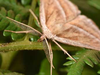 Chariaspilates formosaria Ev. adulte - �Philippe Mothiron