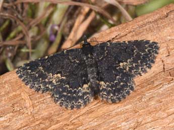 Parascotia fuliginaria L. adulte - �Philippe Mothiron